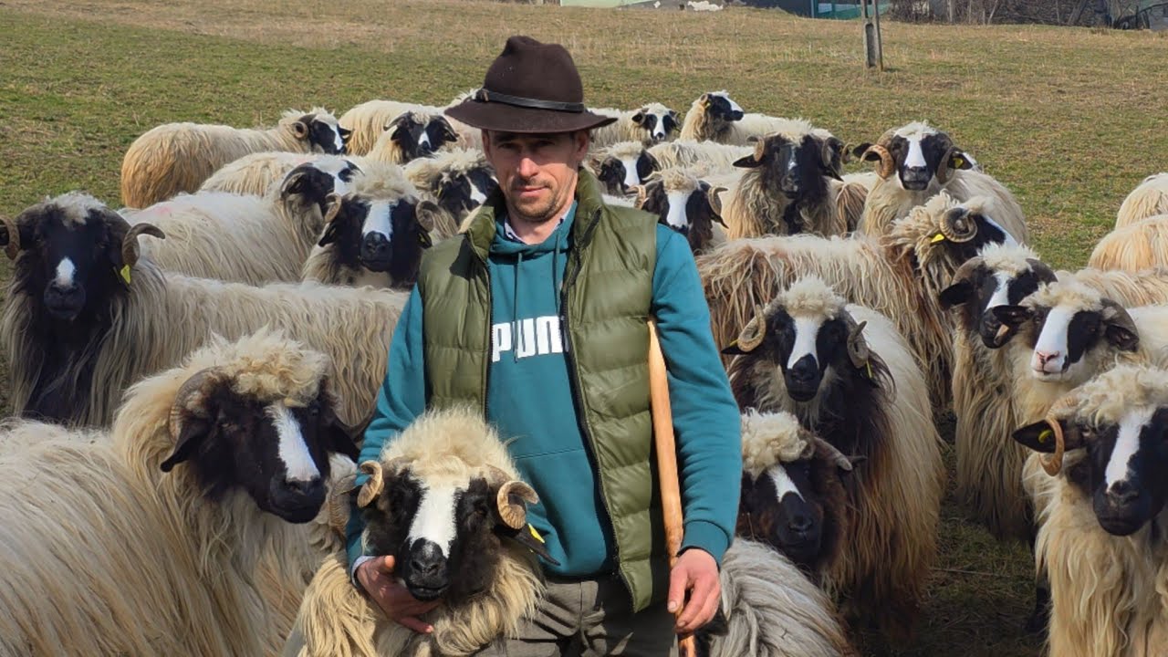 OILE, MIEII ȘI BERBECII LUI NELUȚU SĂCÂRCEA DE LA ȘEREL, JUDEȚUL HUNEDOARA 04.03.2026