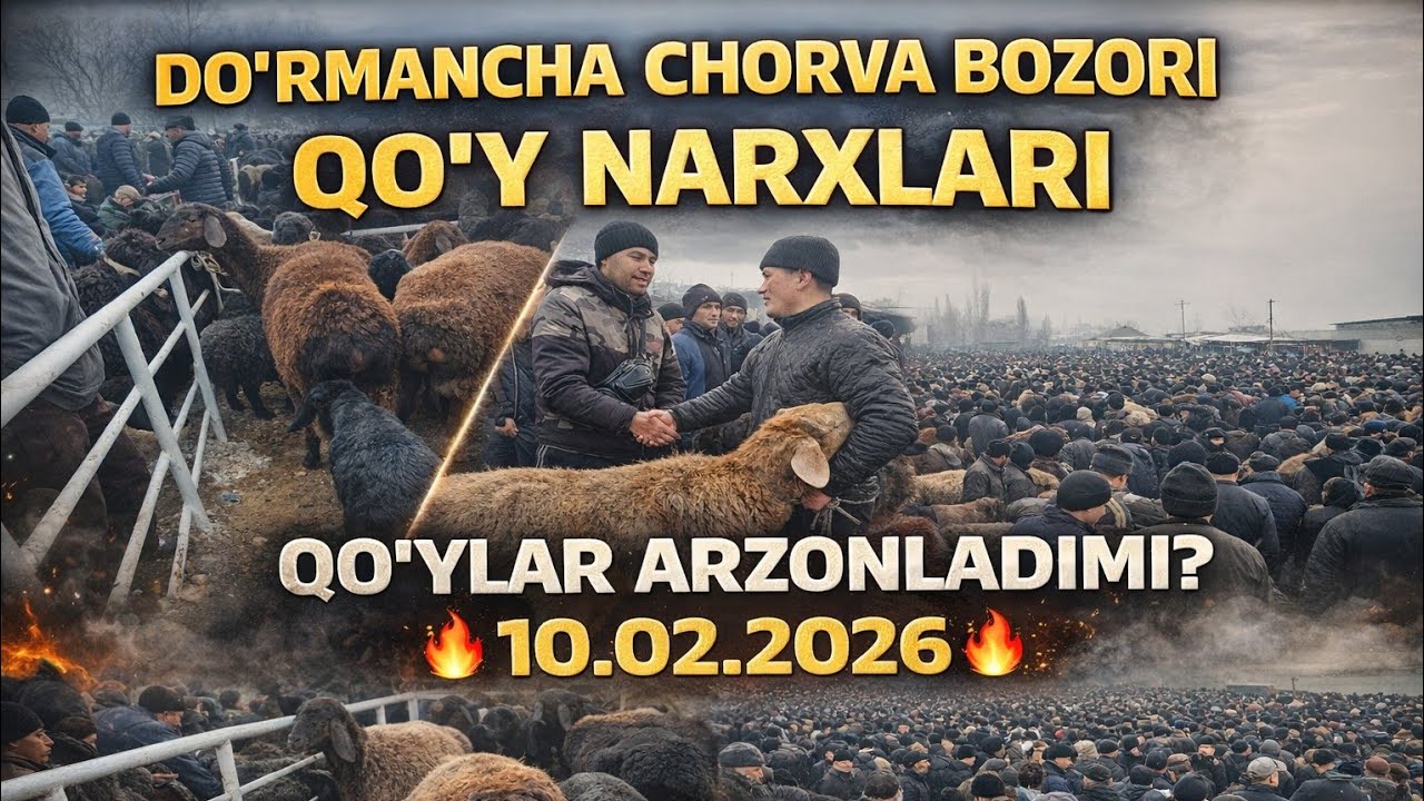DOʻRMANCHA CHORVA BOZORI QOʻY NARXLARI 10.02.2026✅️✅️✅️