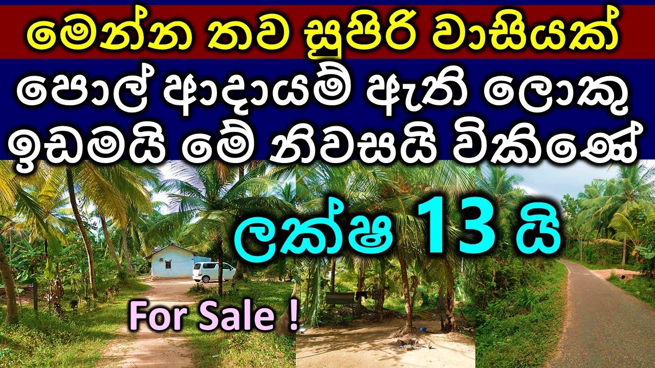 Coconut land and House for sale | Real state for sale | E-money | Online money | Binance | Grammerly