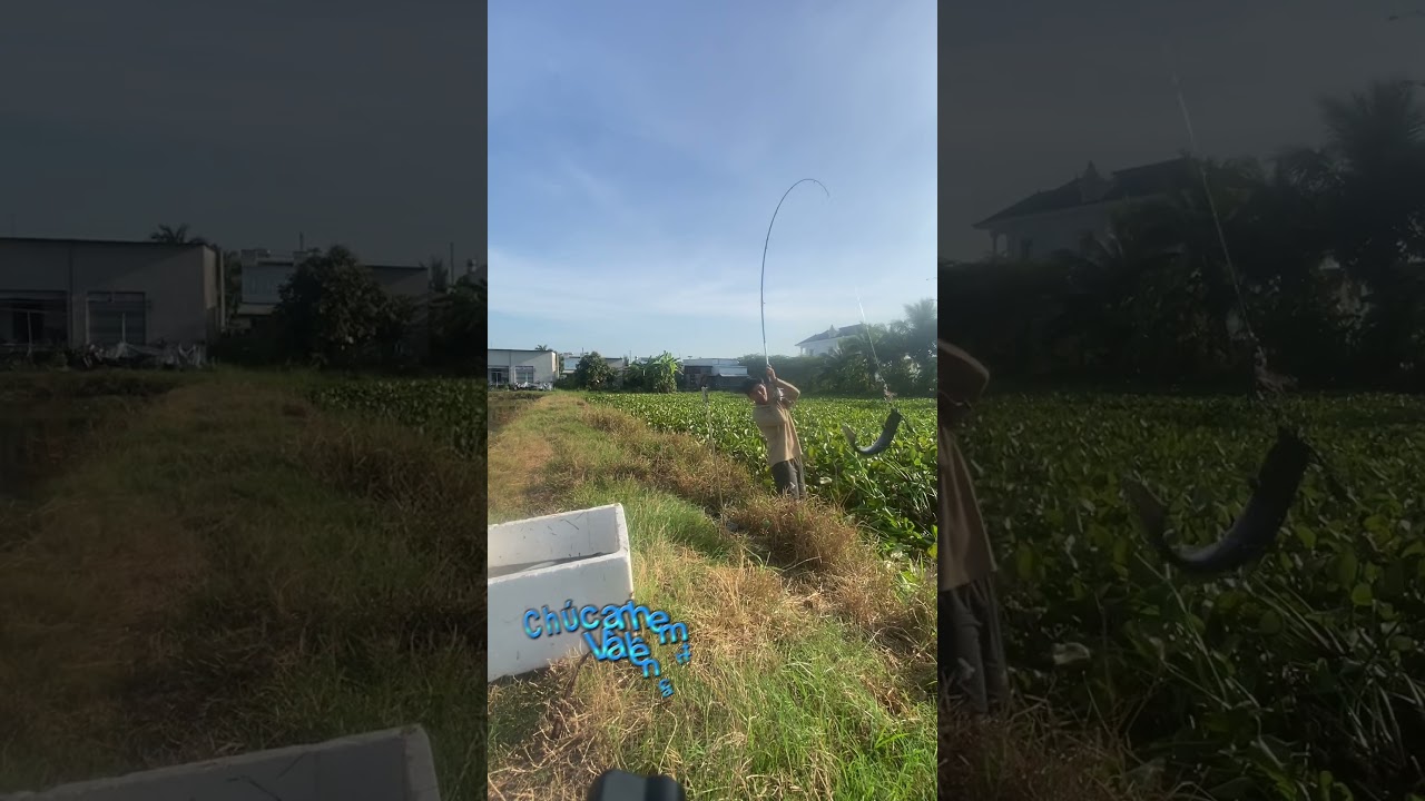 Em có bán chuyên về cốt câu cá tra và cám anh em có cần ghé vị trí ủng hộ em  nhaaaa
