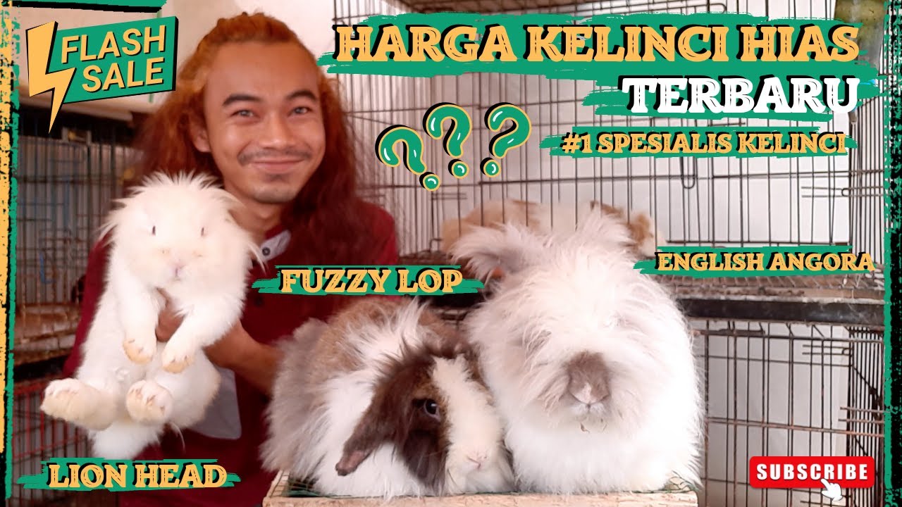 UPDATE HARGA KELINCI HIAS TERBARU 2024 | CEK HARGA KELINCI #kelincihias #ternakkelinci #hargakelinci