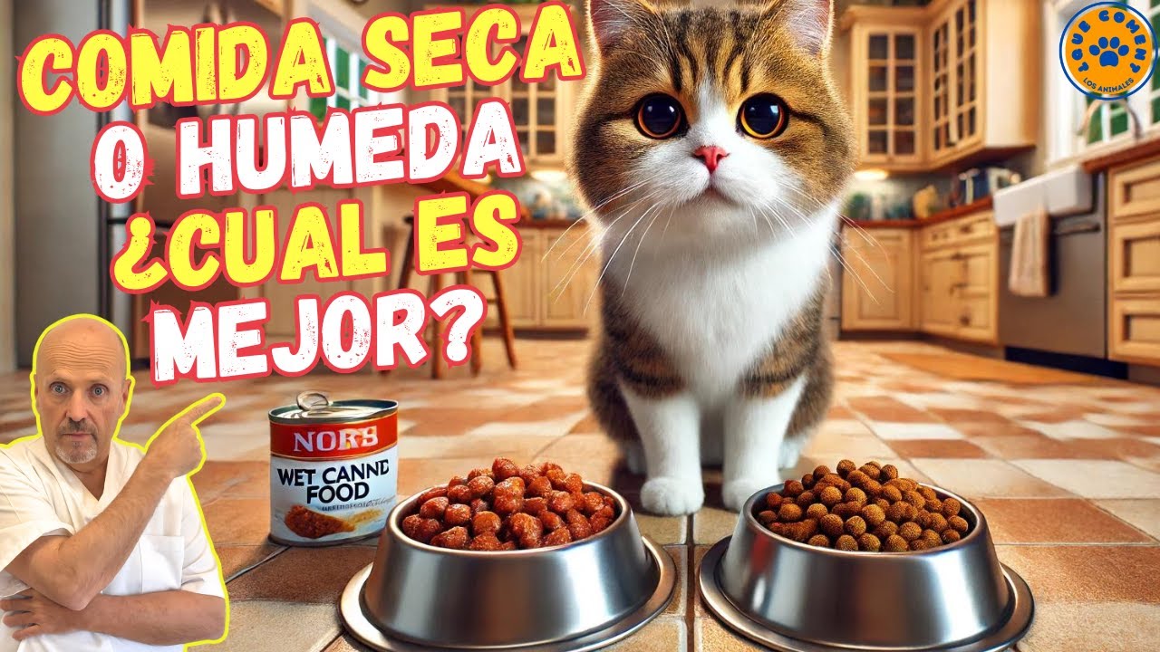🐱 &iquest;QUE ES MEJOR COMIDA SECA PIENSO O H&Uacute;MEDA LATAS PARA GATOS? 🐱