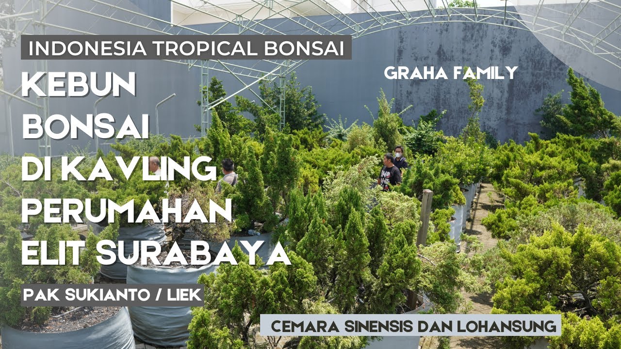 Kebun Ground di Kavling Perumahan Elit Surabaya oleh pak Liek