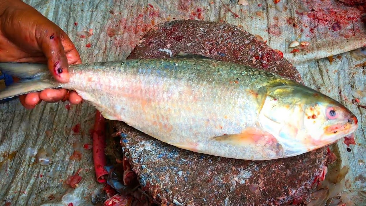 Village Fisherman Scaling & Chopping Hilsa Ilisha Fish At Fish Market