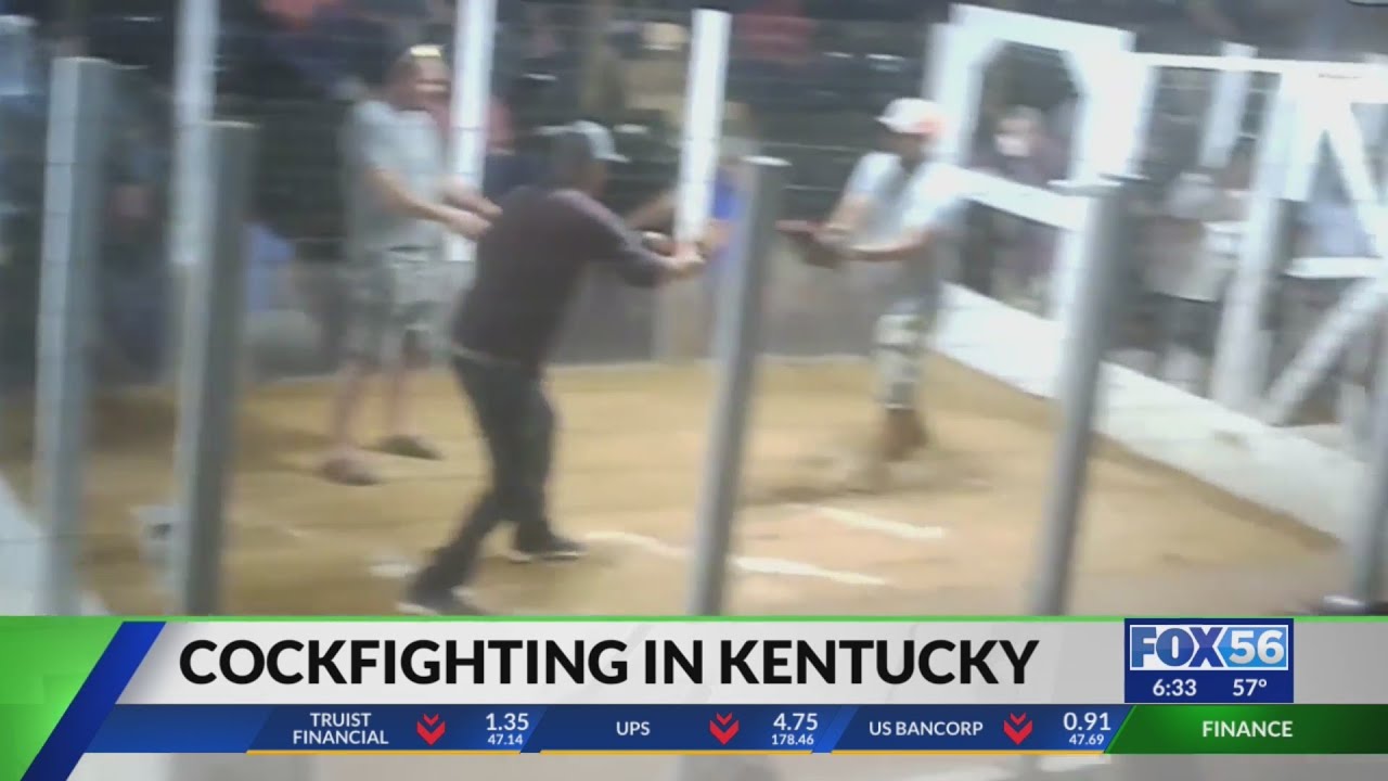 Bill would target cockfighting in Kentucky