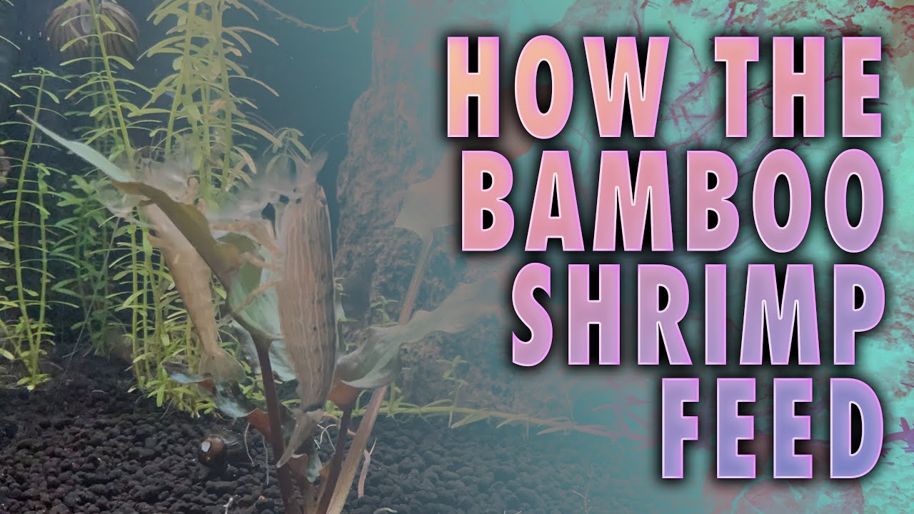 Watch How The Bamboo Shrimp Stand Completely Still While Eating