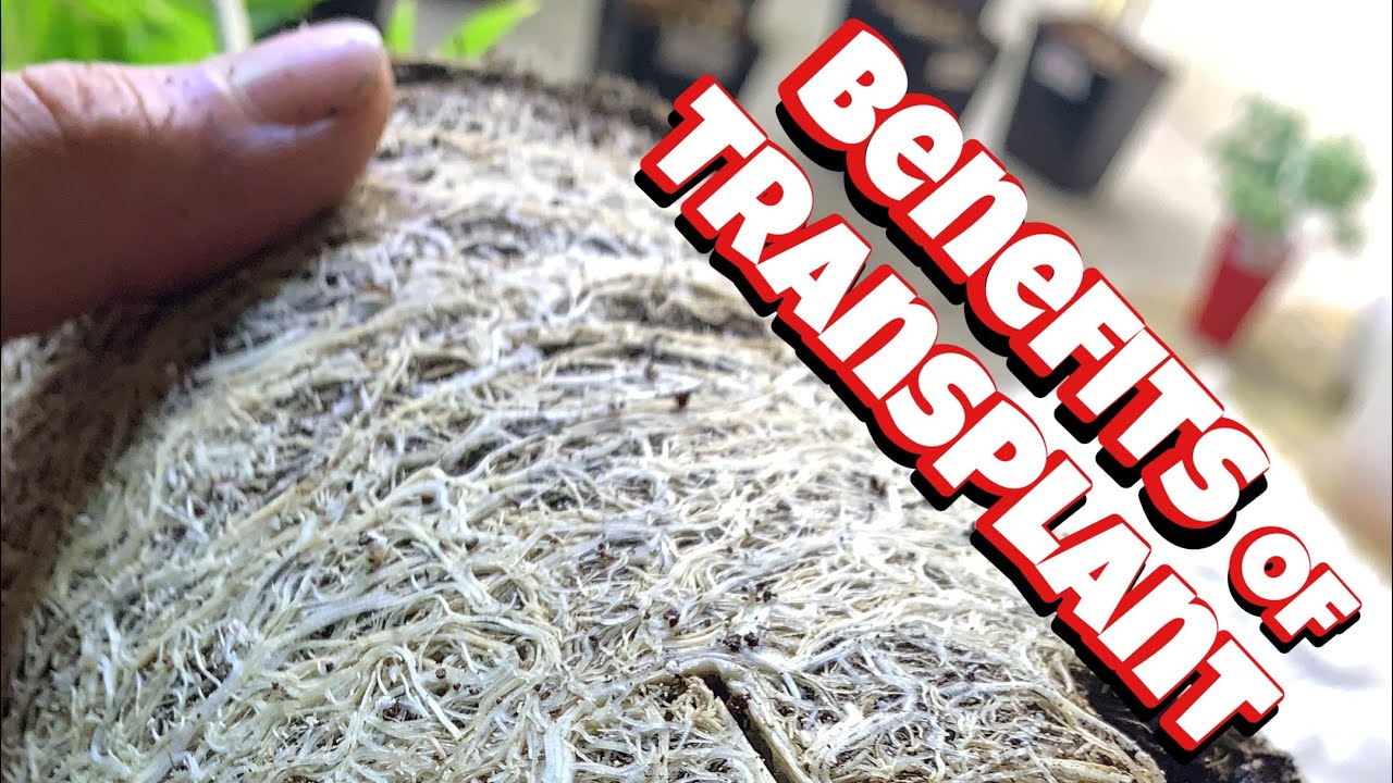 TRANSPLANTING CANNABIS CLONES  AND WHY