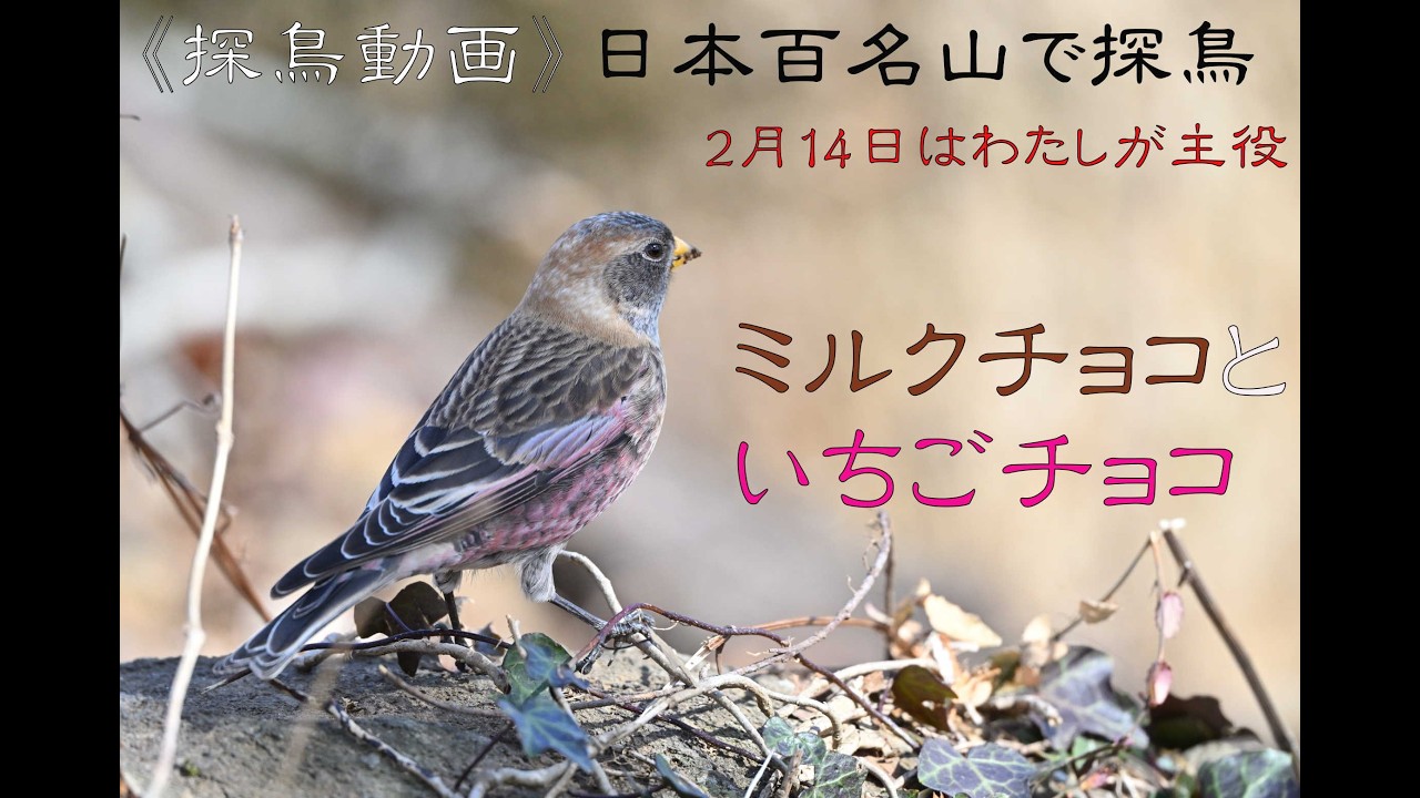 《探鳥動画》バレンタインデーはこの野鳥で決まり！　日本百名山で一番低い山に探鳥登山！
