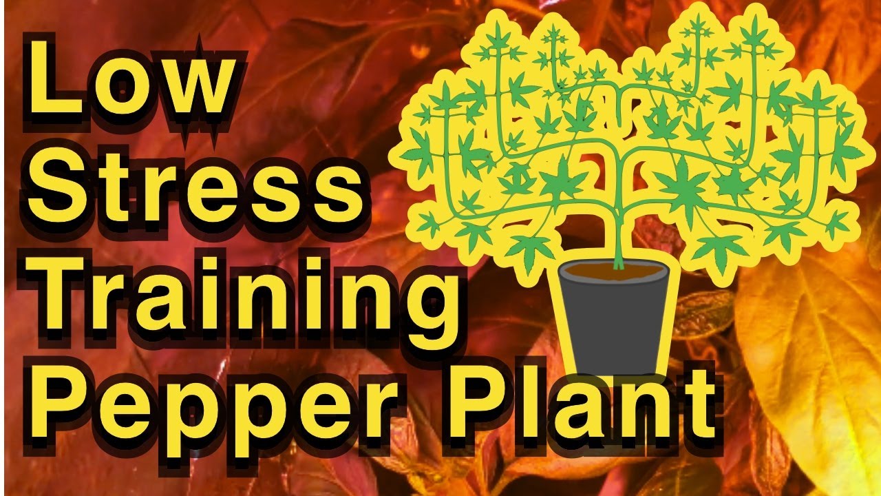 Low Stress Training Pepper Plant in Space Bucket