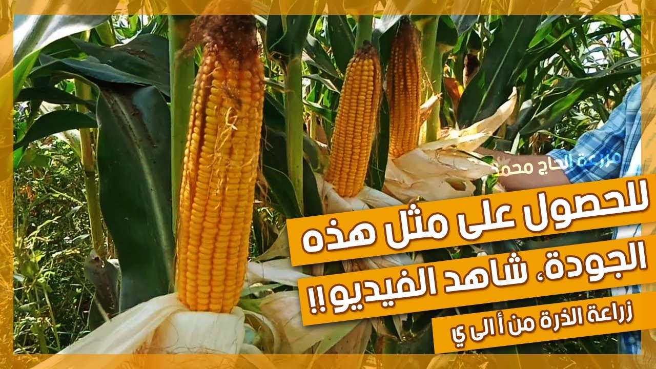 اصنع العلف بنفسك !! | يمكن للجميع الحصول على مثل هذا المنتوج بطريقة بسيطة كالمحترفين