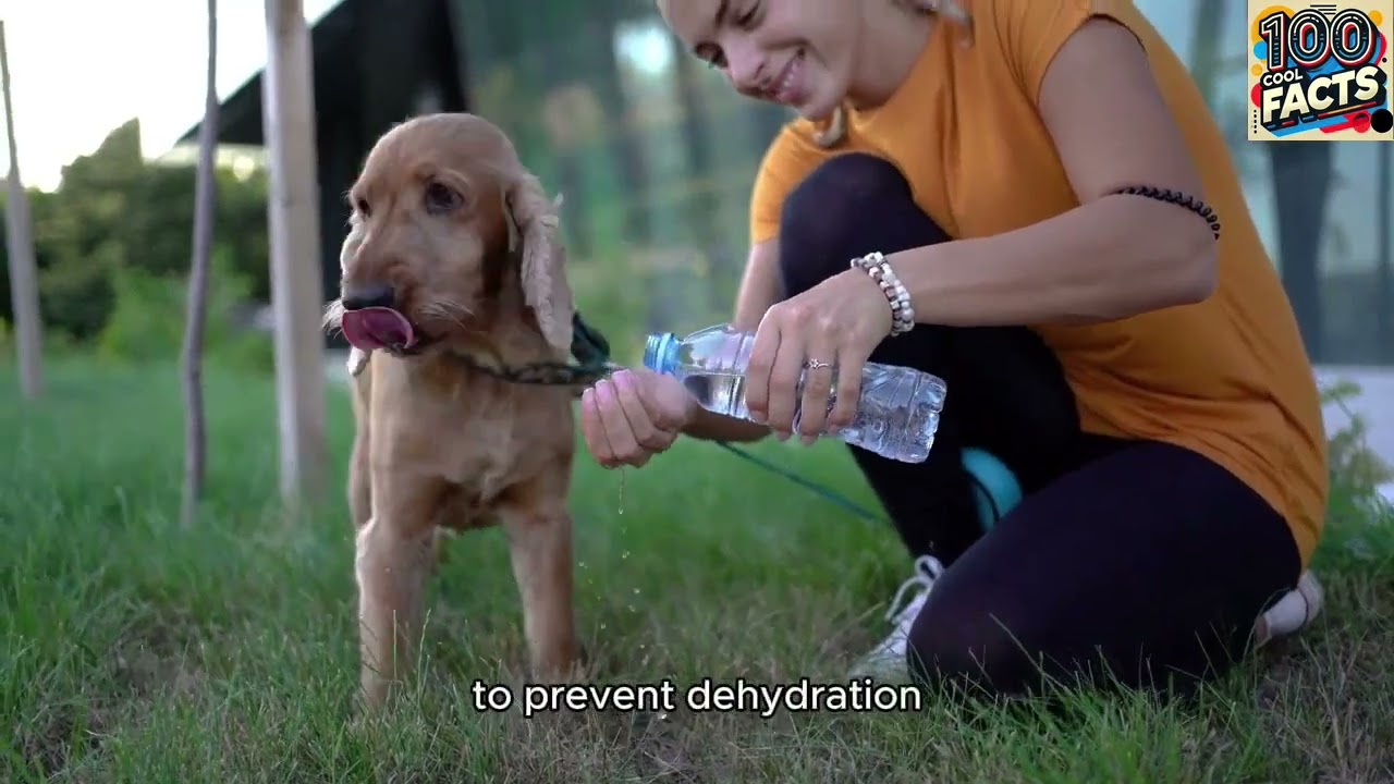 100 Dog Facts that all Dog Owners Must Know!