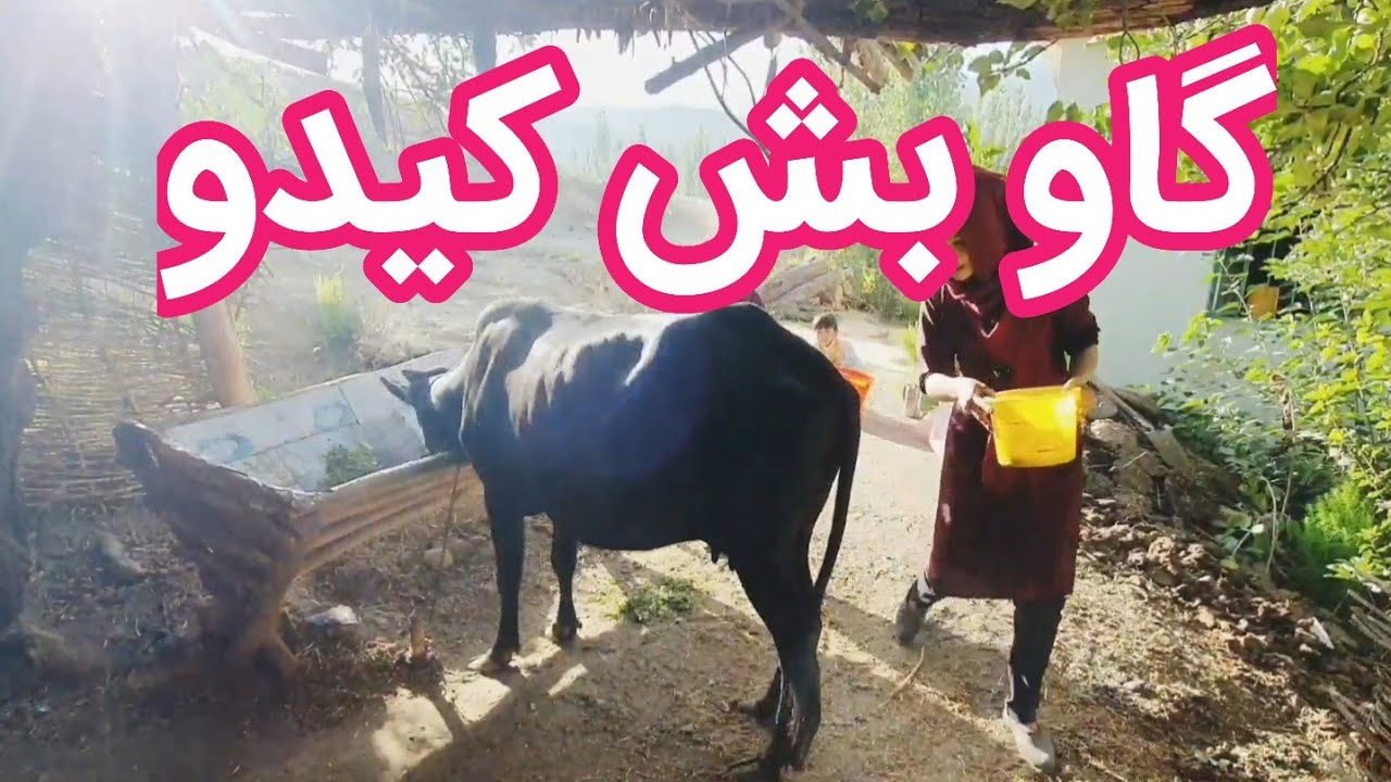 خاطره های گذشته گاو بش کیدو#🥰Past memory of milking cows