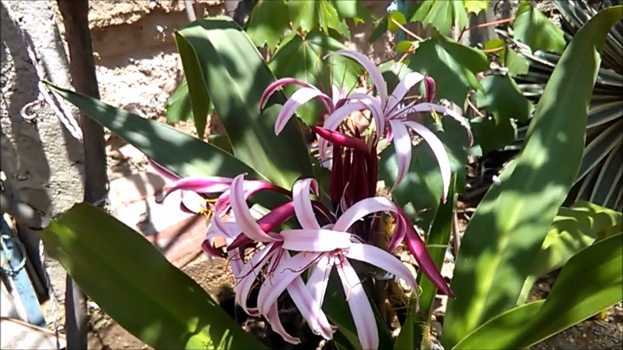 FLOR JASPEADA de PALMA en mi Jard&iacute;n