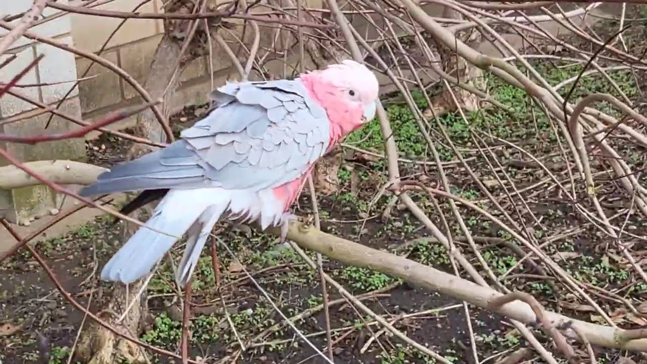 Galah loves free time:feels like home...