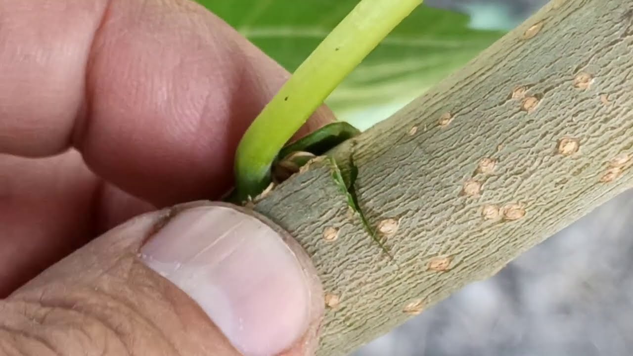 grafting a tree with one eye Прививка Почкой летом  bud graft