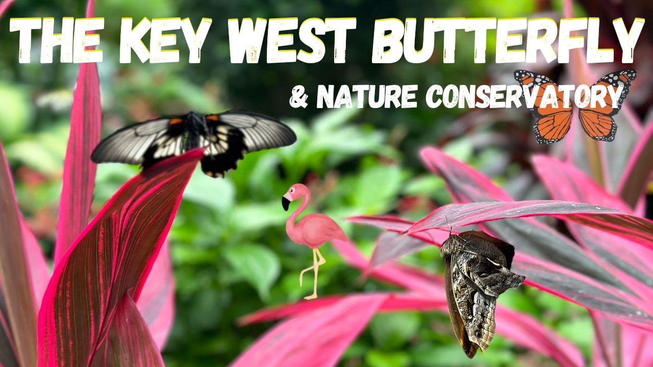 The Key West Butterfly and Nature Conservatory | Key West Adventure