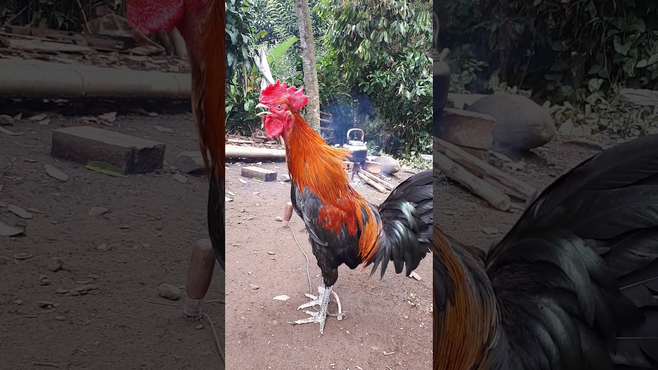 Ayam ketawa Pagaralam sumsel