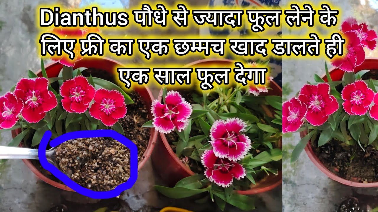 Dianthus पौधे से ज्यादा फूल लेने के लिए फ्री का एक छम्मच खाद डालते ही एक साल फूल देगा#careFertilizer
