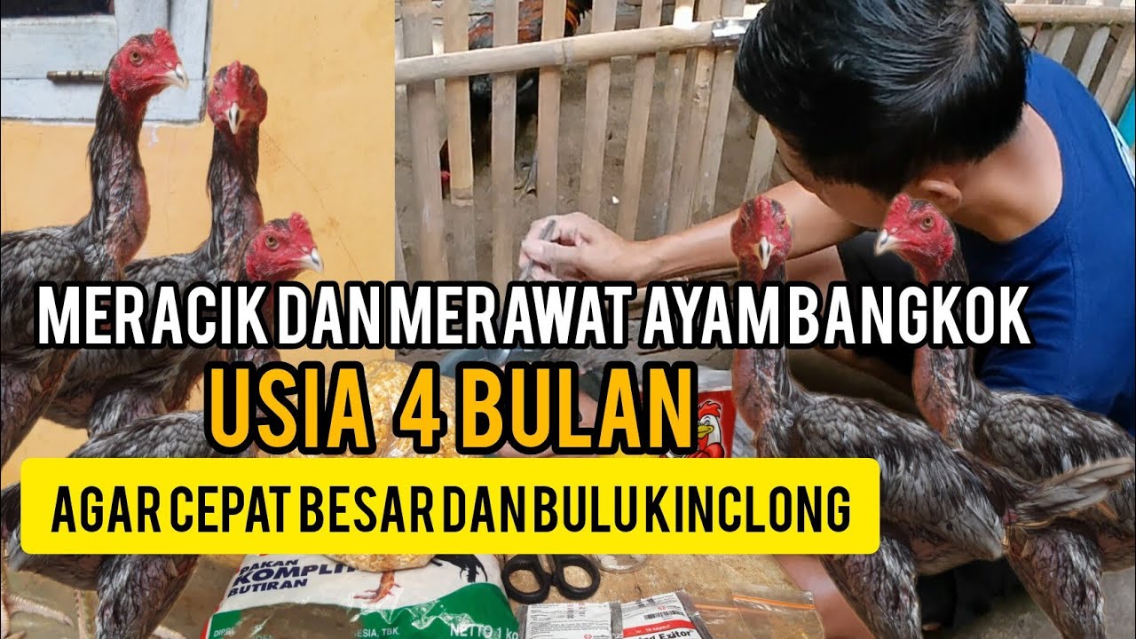 MERACIK PAKAN DAN MERAWAT AYAM BANGKOK USIA 4 BULAN AGAR CEPAT BESAR