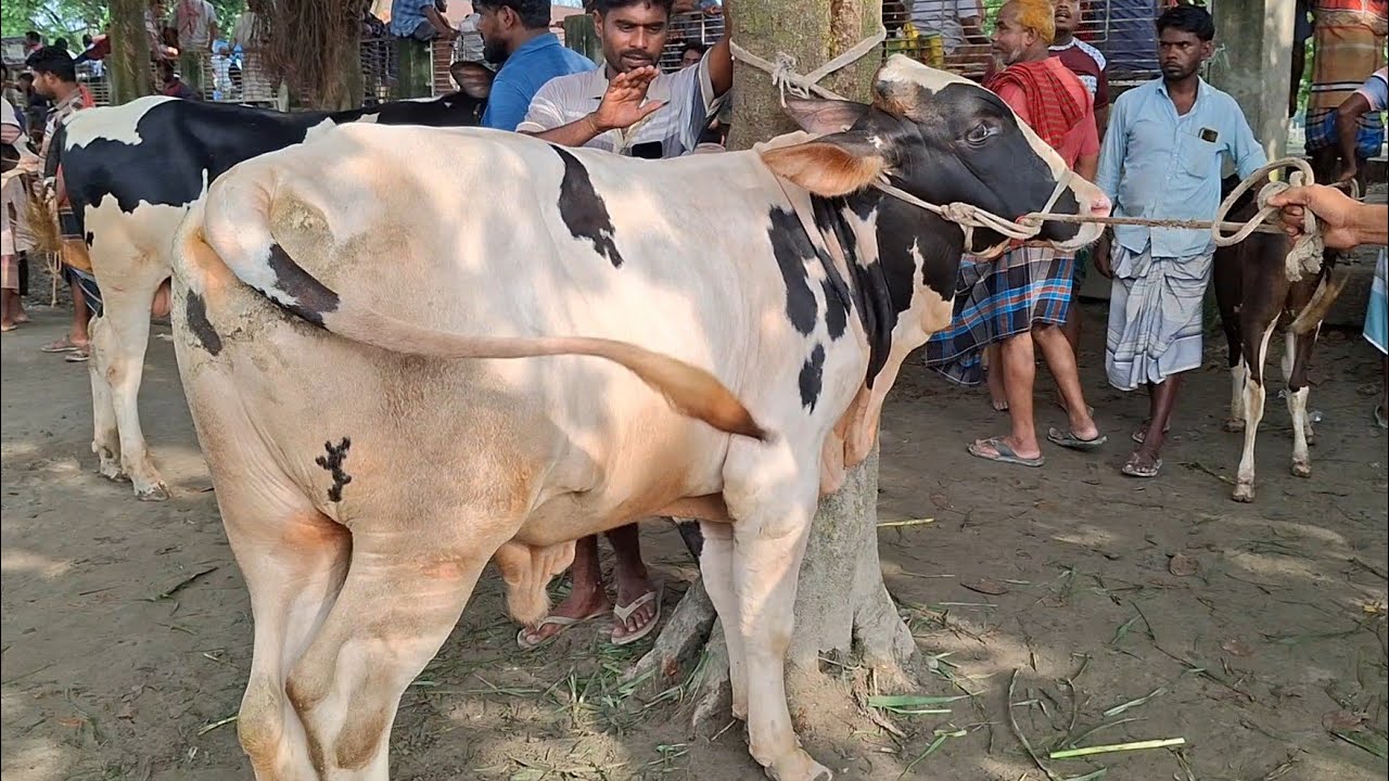 ৩ ফেব্রুয়ারী ২০২৬ || ফ্রিজিয়ান খামার উপযোগী ষাঁড় গরু বিখ্যাত চান্দাইকোনা গরুর হাট থেকে | goru cow