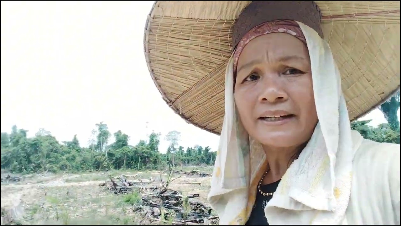 Menanam anak sawit,45 minit ulang alik dari kebun lama