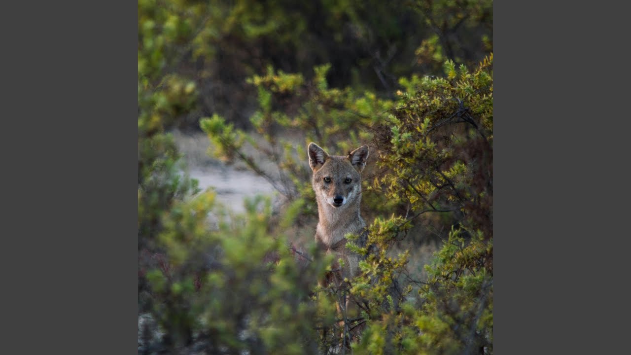 Coyote, justicier des ténèbres (Edit)