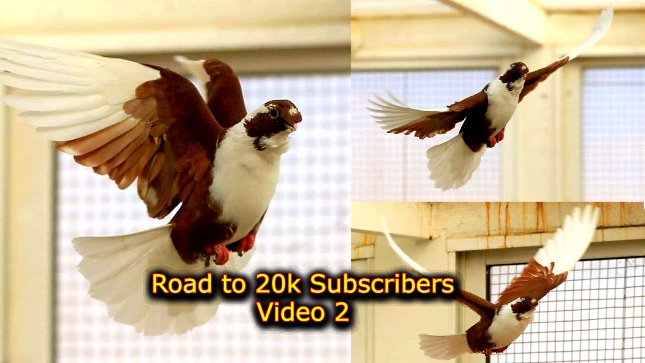 Road to 20k Subscribers Video 2 الطريق الى عشرين الف مشترك لايك و اشتراك بالقناة مزاد ابو ملحم تعمري