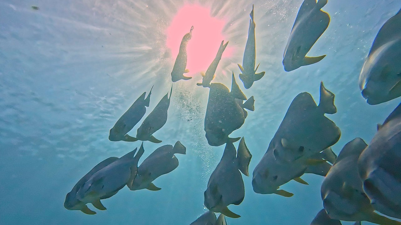 Lady Elliot Island