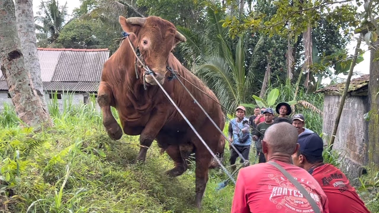 SAPI TERBESAR “SAPU JAGAD” di srumbung akhirnya menuju barat 🔥