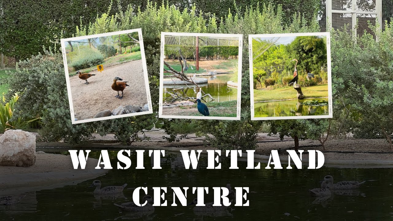 Wasit Wetland Centre/Discover the hidden gem in Sharjah 2024/#uae