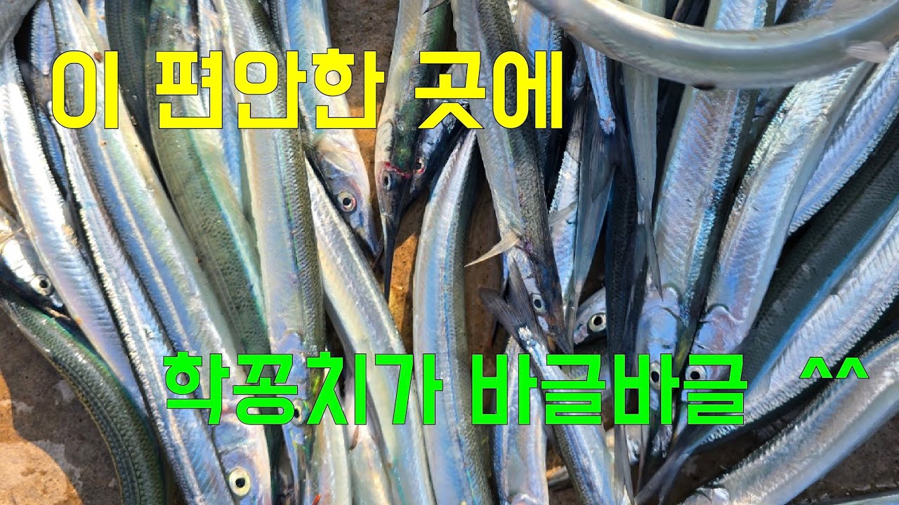 이 편한자리에  학꽁치가  바글바글 ^^