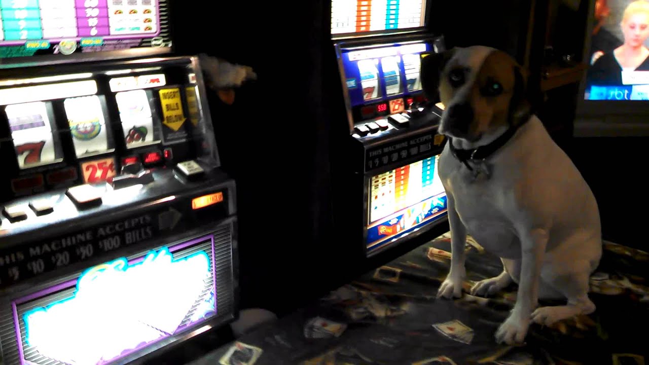 gambling pitbull