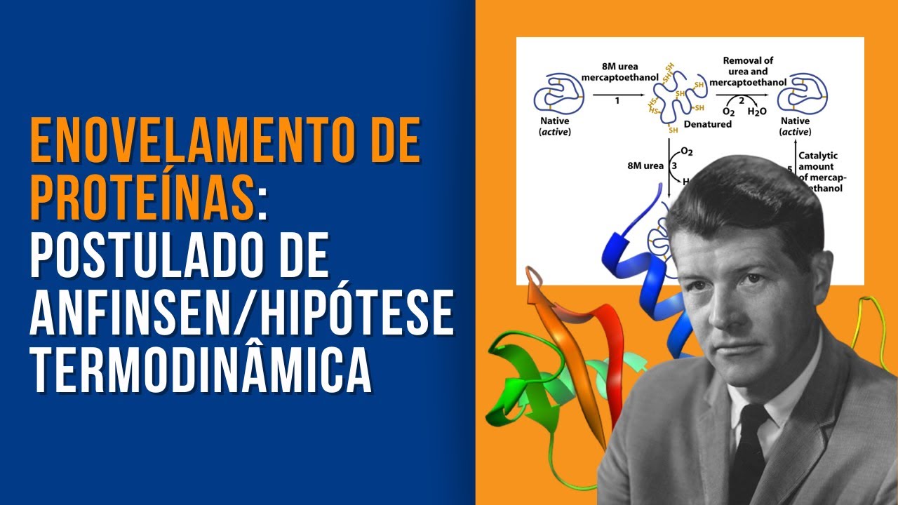 Enovelamento de Proteínas: Experimento de Anfinsen