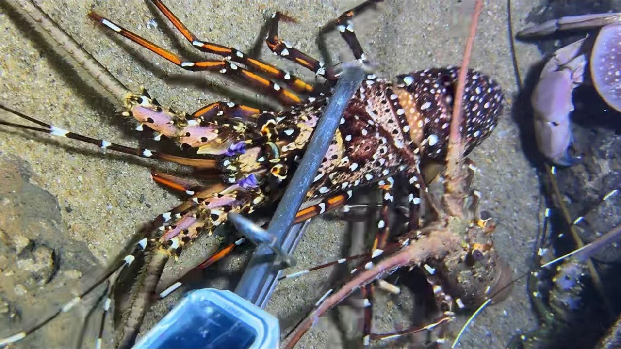 Diving under the sea to catch eels, crabs and sea cucumbers | Part 72-2
