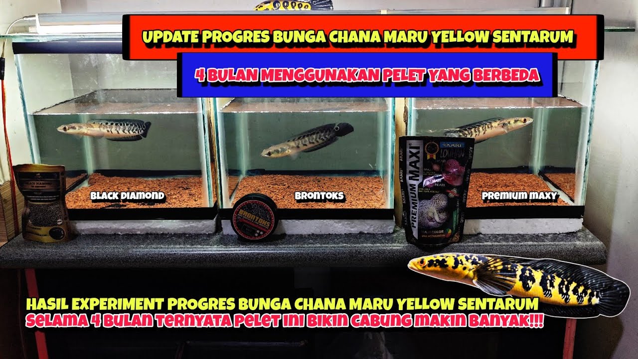 UPDATE HASIL PROGRES CHANA MARU YS MENGGUNAKAN 3 PELET YANG BERBEDA‼️ CABUNGNYA TAMBAH BANYAK😱‼️