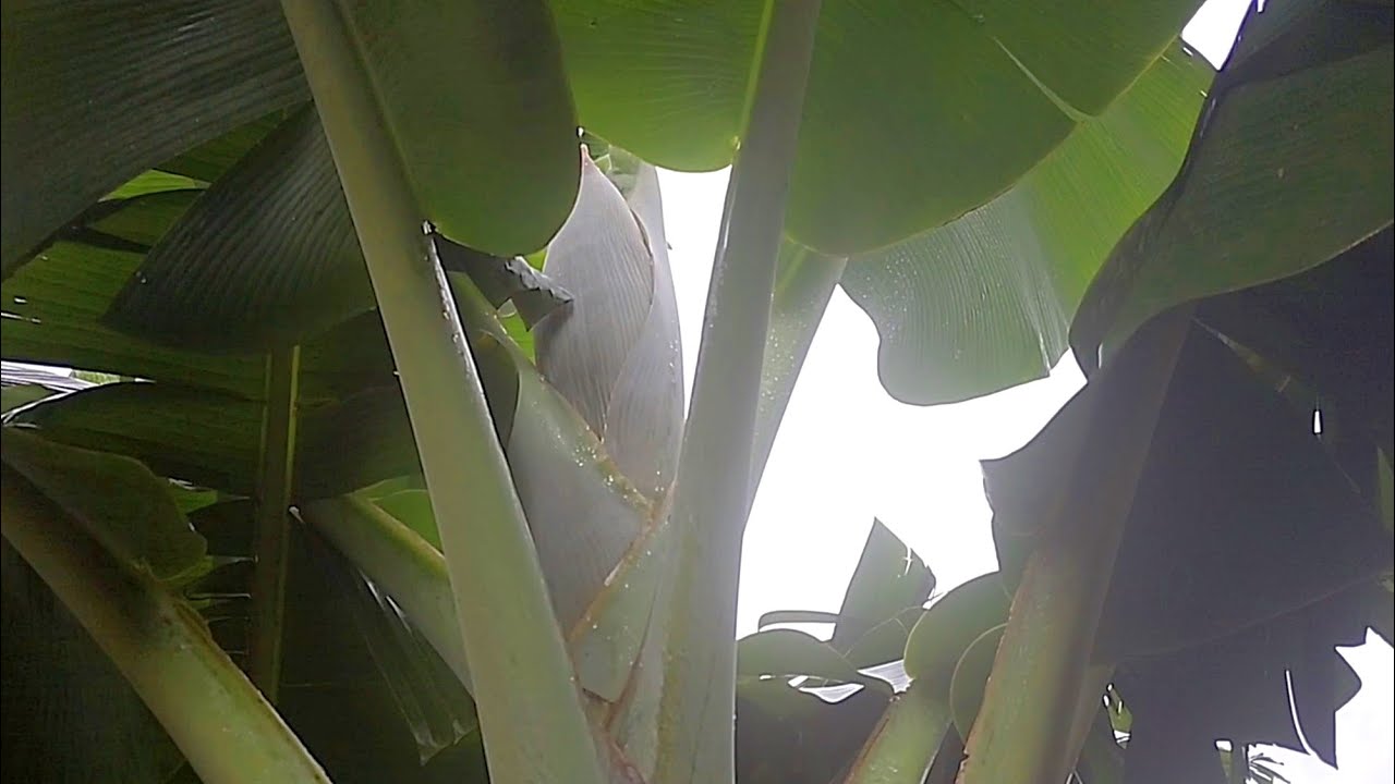 O primeiro cacho de bananas está nascendo