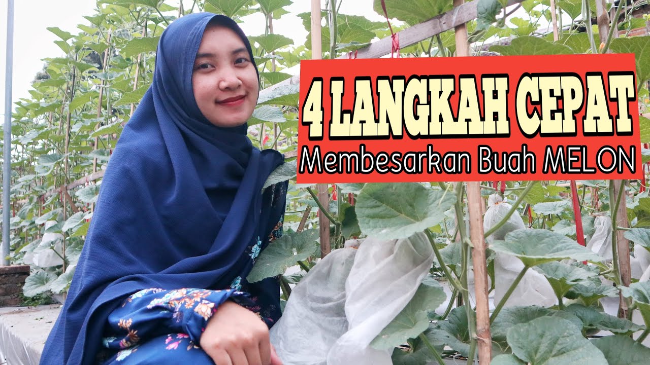 lakukan 4 hal ini untuk membesarkan buah melon setelah polinasi