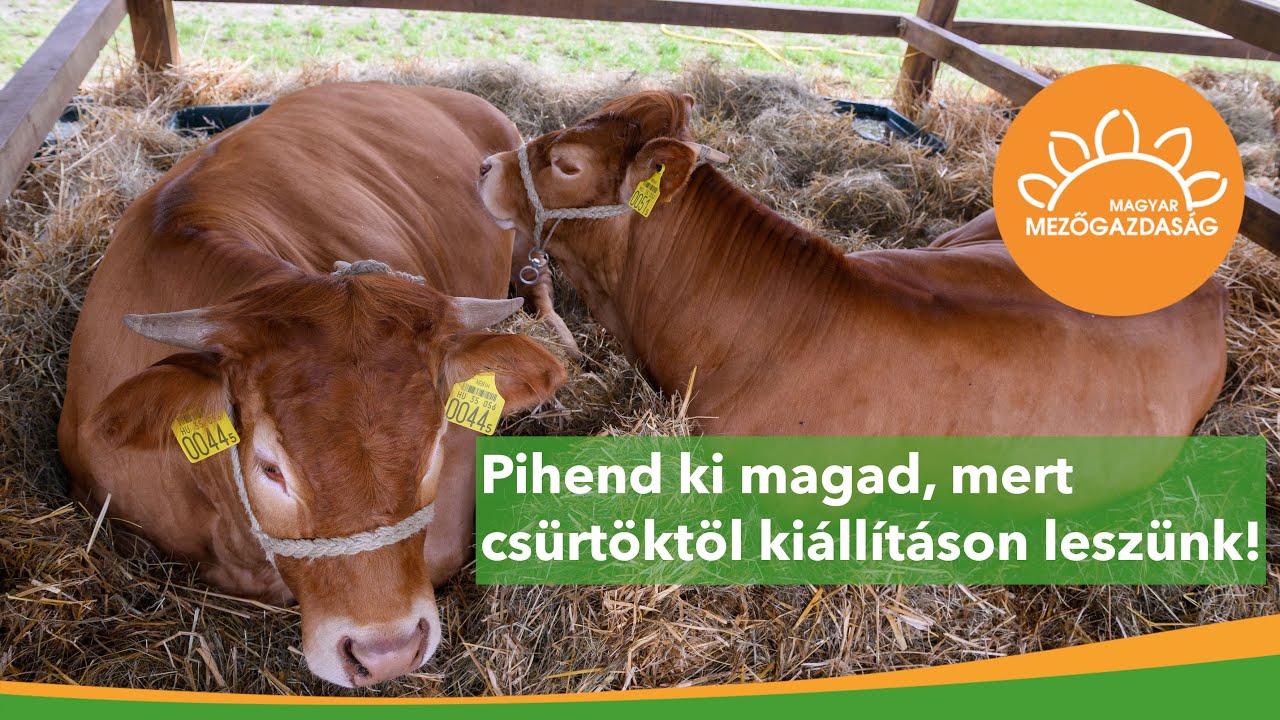 Három nap lenyűgöző állatok között | XXX. Alföldi Állattenyésztési és Mezőgazda Napok