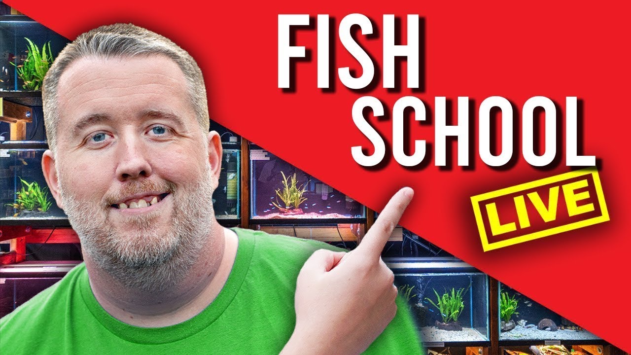Sunday Fish School 6PM EST