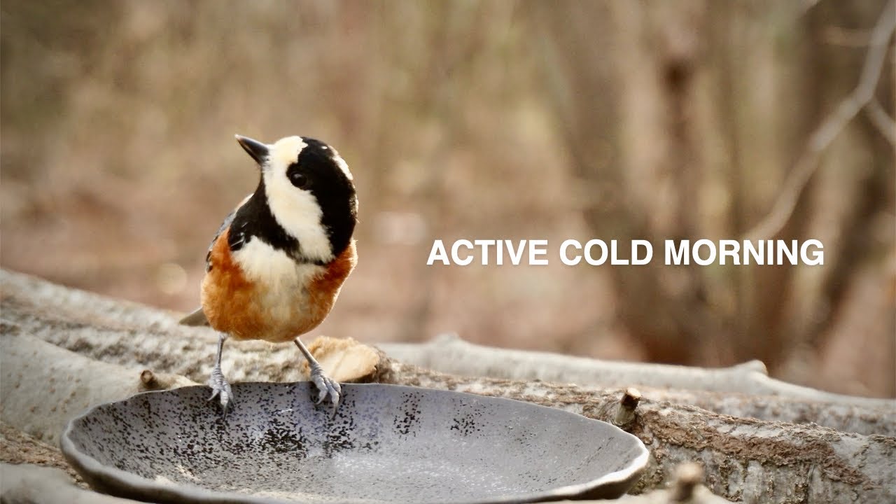 Cold Clear Morning at the Bird Feeder | Started at 8 AM, -2.4°C / 27.7°F