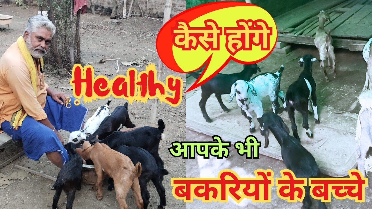 बकरियों के बच्चे का ग्रोथ बढ़ाएं 🤔