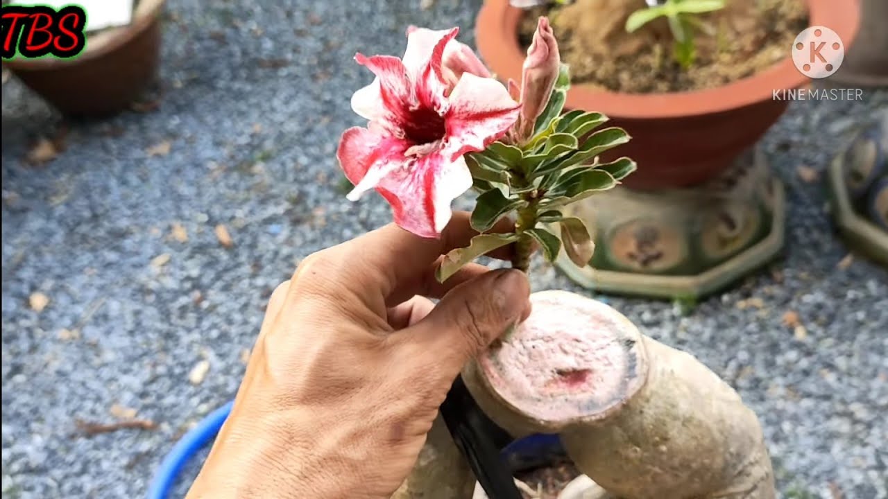 Cách ghép rể sứ làm bonsai mini cực dễ./Truyền bonsai