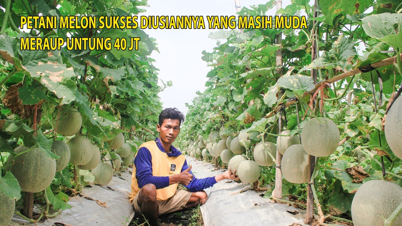 KISAH PETANI MELON SUKSES DIUSIANYA YANG MASIH MUDA, PERNAH MERAUP UNTUNG HINGGA 40 JT