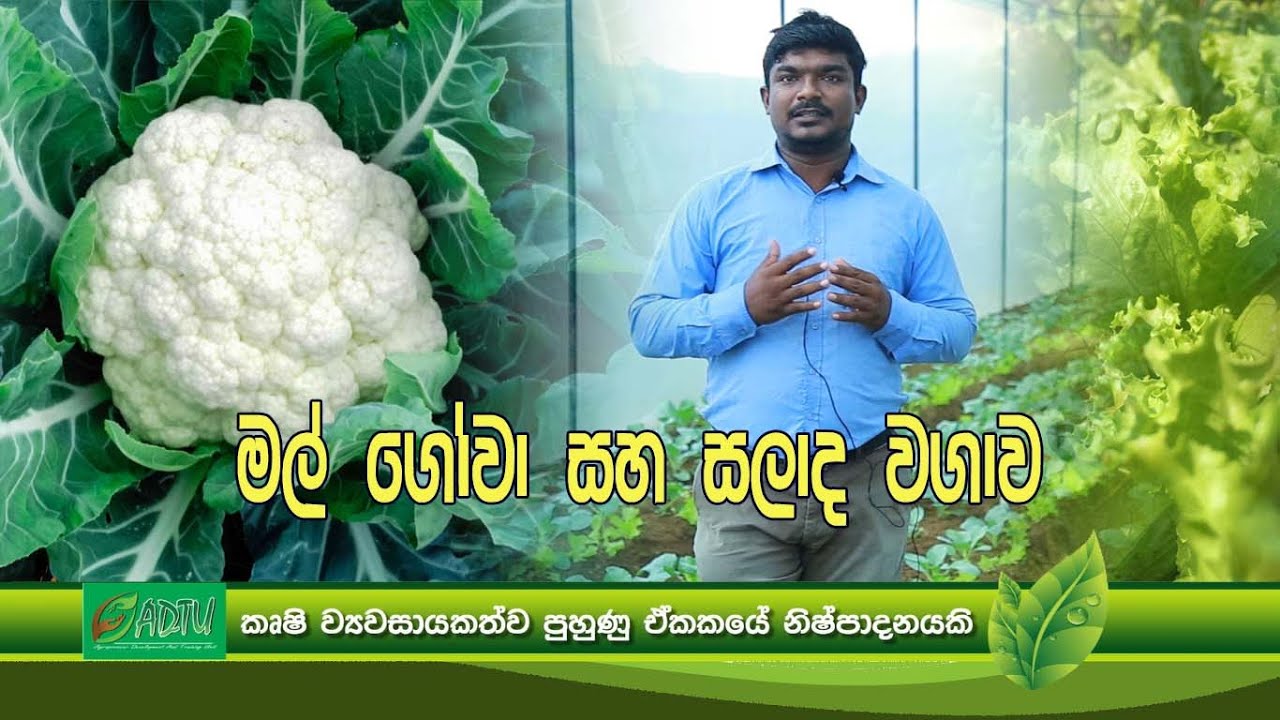 ආරක්ෂිත ගෘහ තුළ මල් ගෝවා හා සලාද වගාව