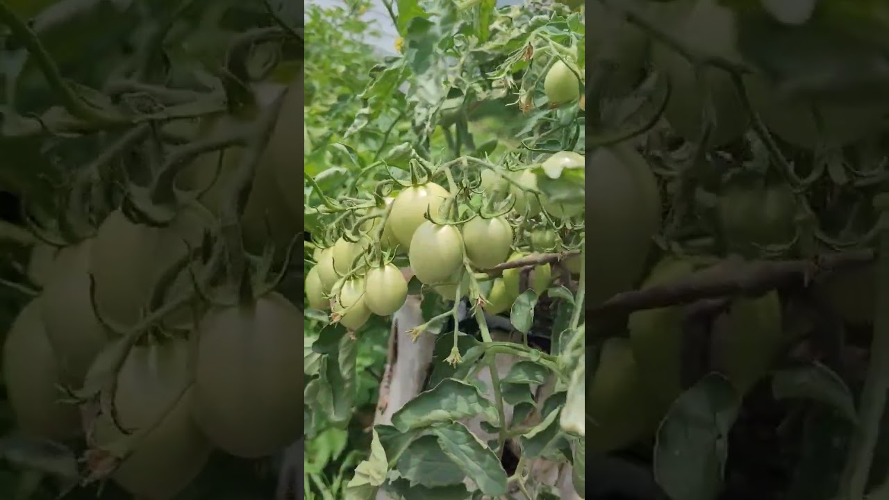 Update On The Shimofuri Tomato Plant - It's Loaded With 1 Getting Ripe