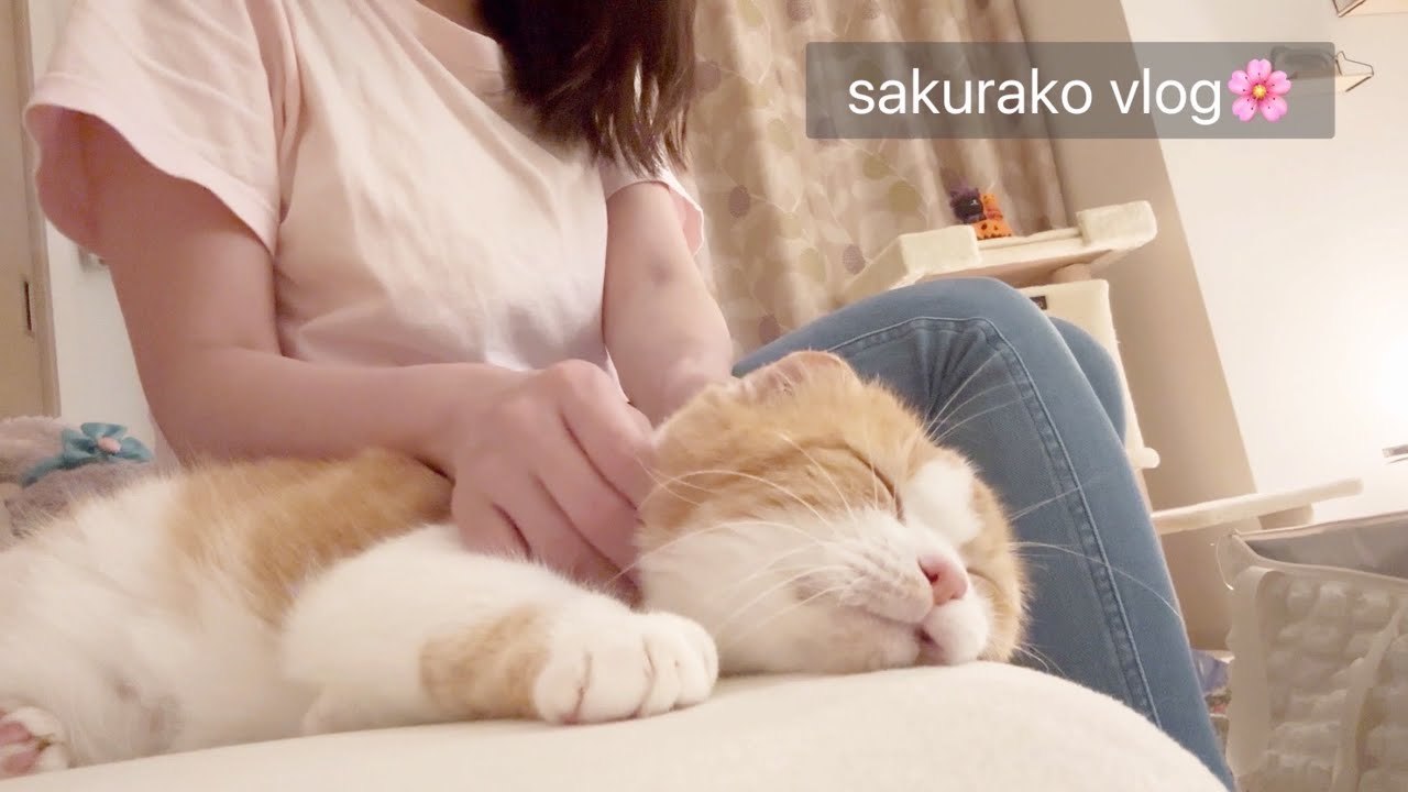 【vlog】もう少し穏やかに働きたい｜週５日８時間勤務に限界｜猫と鶏白湯ラーメンで心を回復🍜