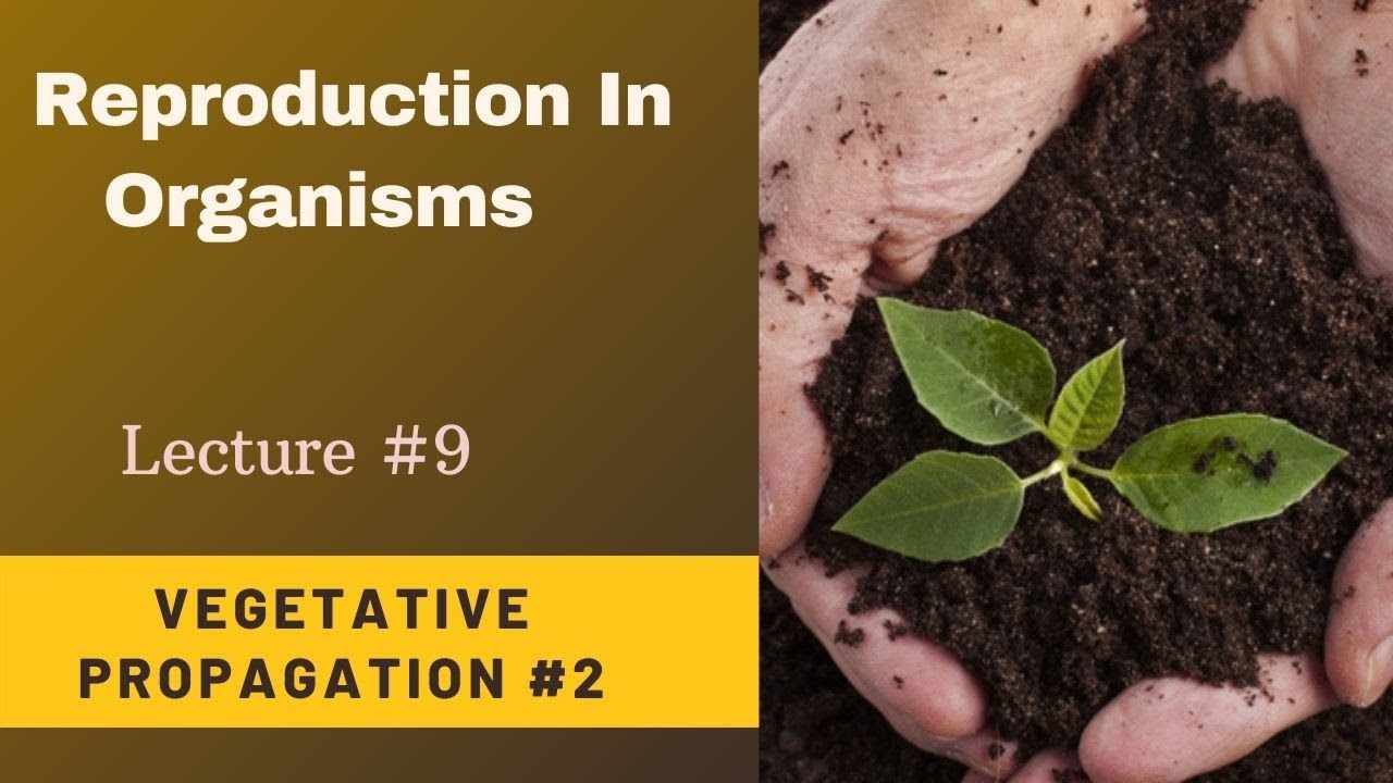 Artificial Vegetative Propagation|Cutting|Layering|Grafting|Tissue Culture Or Micropropagation