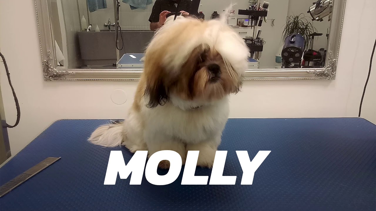 Grooming Shih Tzu Pielęgnacja Ps&oacute;w Fryzjer dla Ps&oacute;w Psi Salon