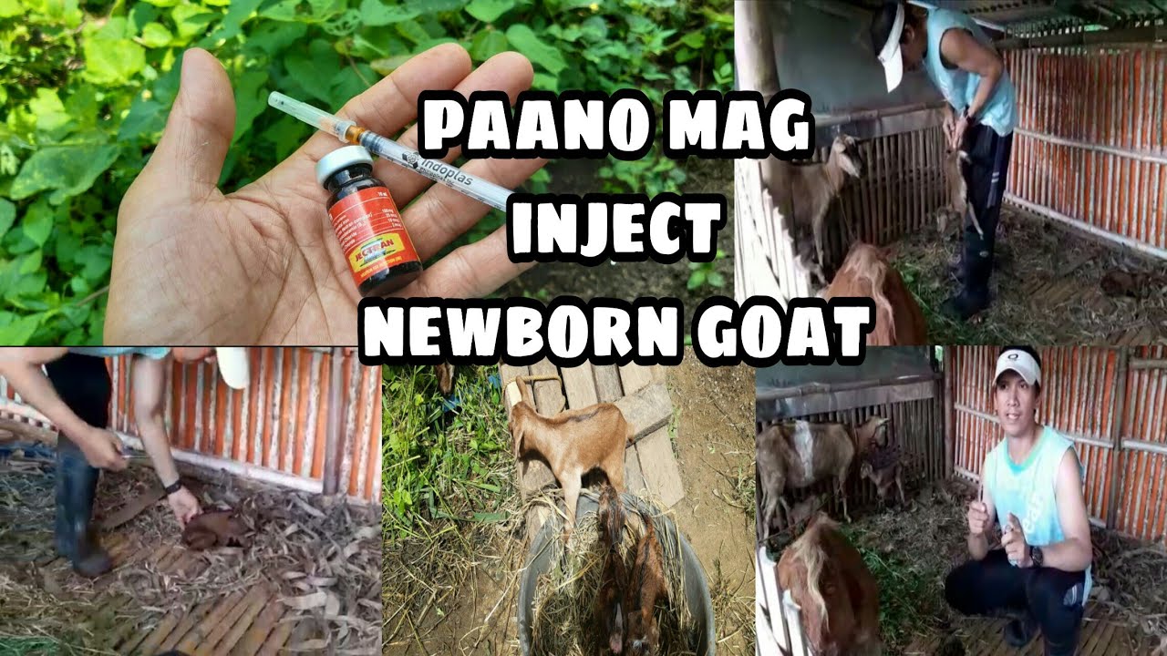 Paano mag Injection ng bagong silang na kambing/Giving iron vitamins to the newborn goat