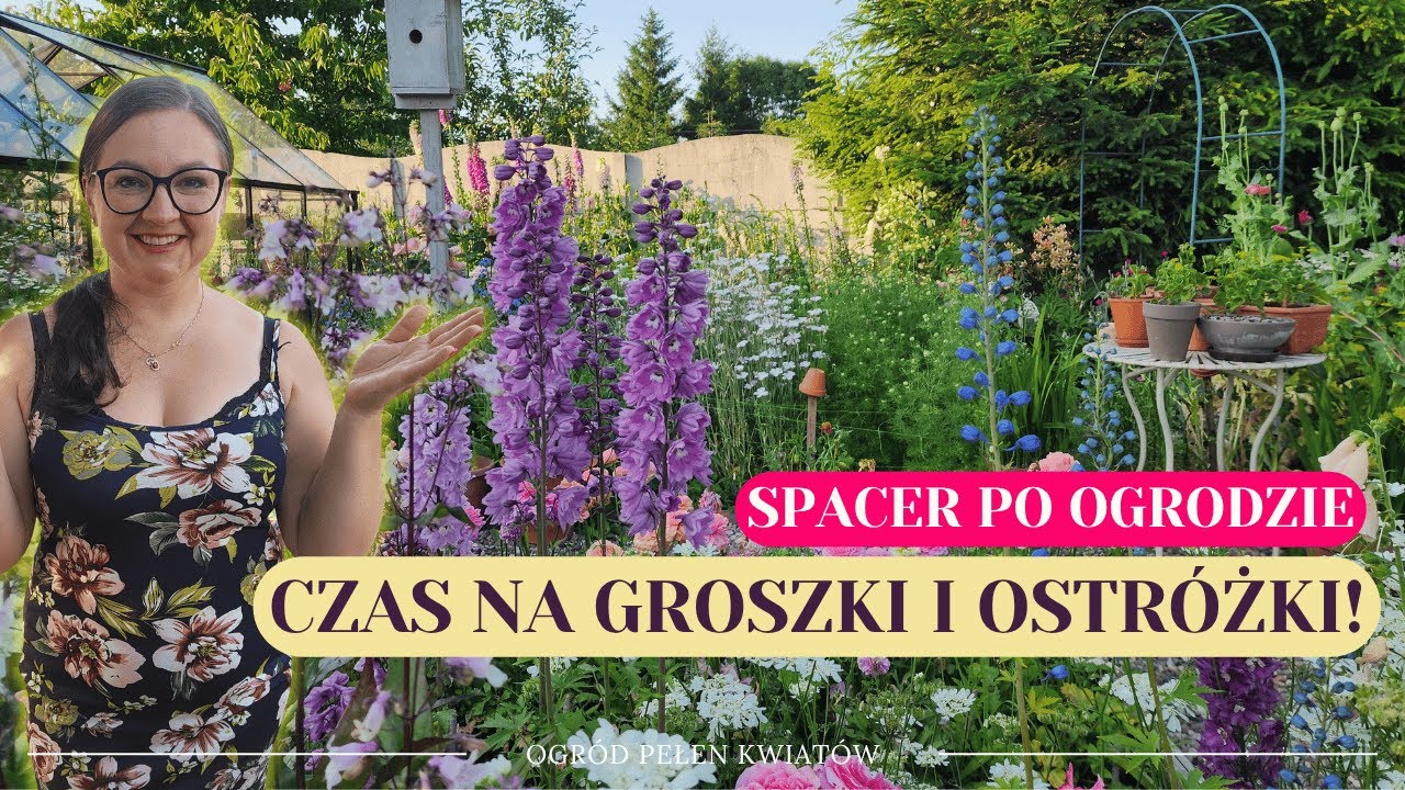 Letni spacer po ogrodzie: groszki pachnące i pierwsze ostróżki!